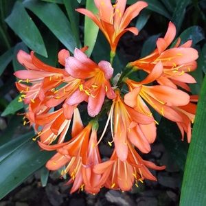 Meet your Posher, Elissa